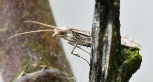 Plutella xylostella
